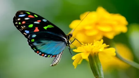 Kiwis float like a butterfly but get stung on social media