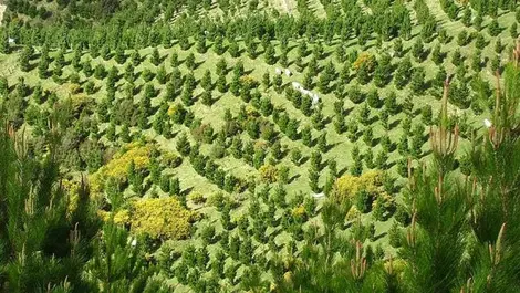 Greenhouse gases scheme has room to grow