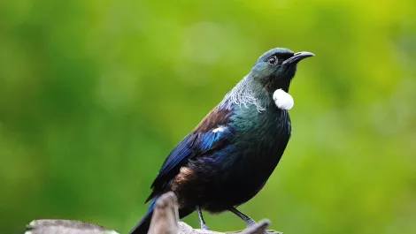 AI-DAY: Is artificial intelligence the answer to pest control?