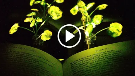 Could plants replace street lights?